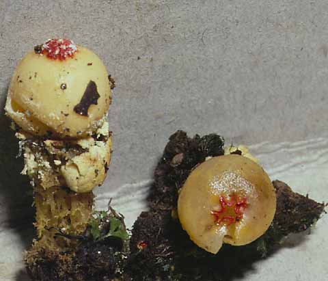 lutescens.jpg - 27032 Bytes