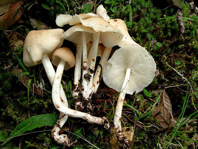 maculata.jpg - 99298 Bytes