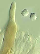 basidiospores and pseudocystidium