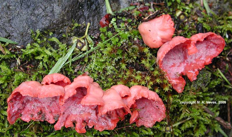 merulius1.jpg - 83827 Bytes