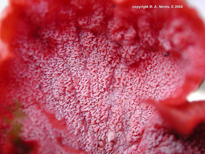 merulius2.jpg - 51803 Bytes