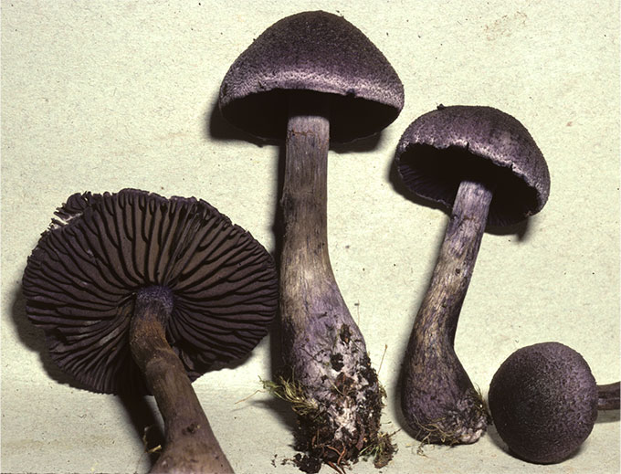 Cortinarius neotropics