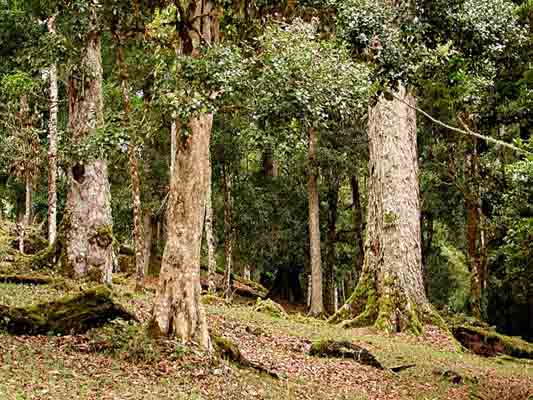 oak2.jpg - 47240 Bytes