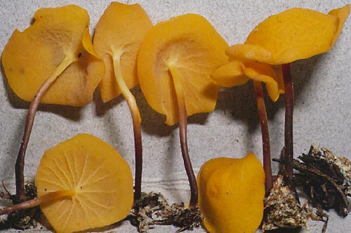 papyrac.jpg - 45802 Bytes