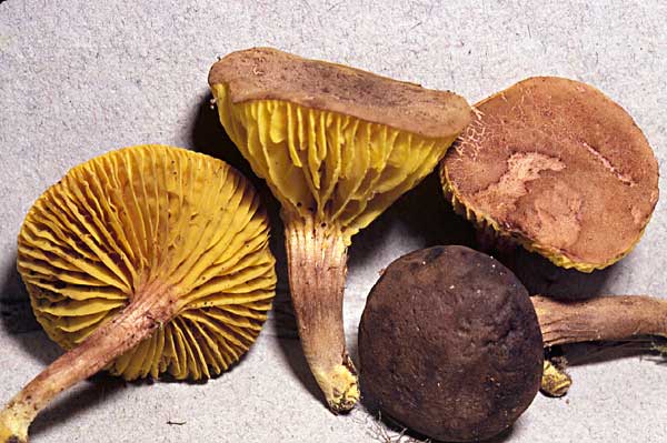 phaeoxan.jpg - 46858 Bytes