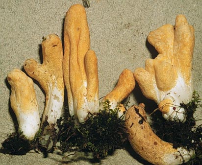 podostr.jpg - 26993 Bytes