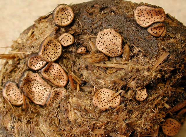 poronia_punctata.jpg - 65578 Bytes