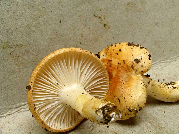 pratensis.jpg - 59328 Bytes