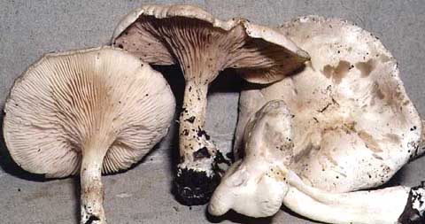 prunulus.jpg - 30679 Bytes