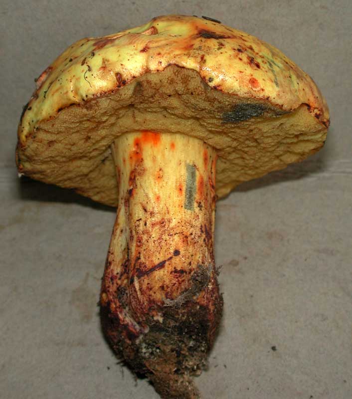 pseudosulphureus.jpg - 52474 Bytes