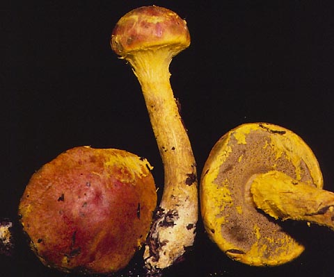 pulvero1.jpg - 40788 Bytes