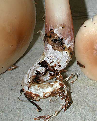 rhodobut_stipe.jpg - 32493 Bytes