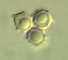 ripartites-spores.jpg - 2962 Bytes
