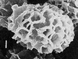 Rugsem.jpg - 9177 Bytes