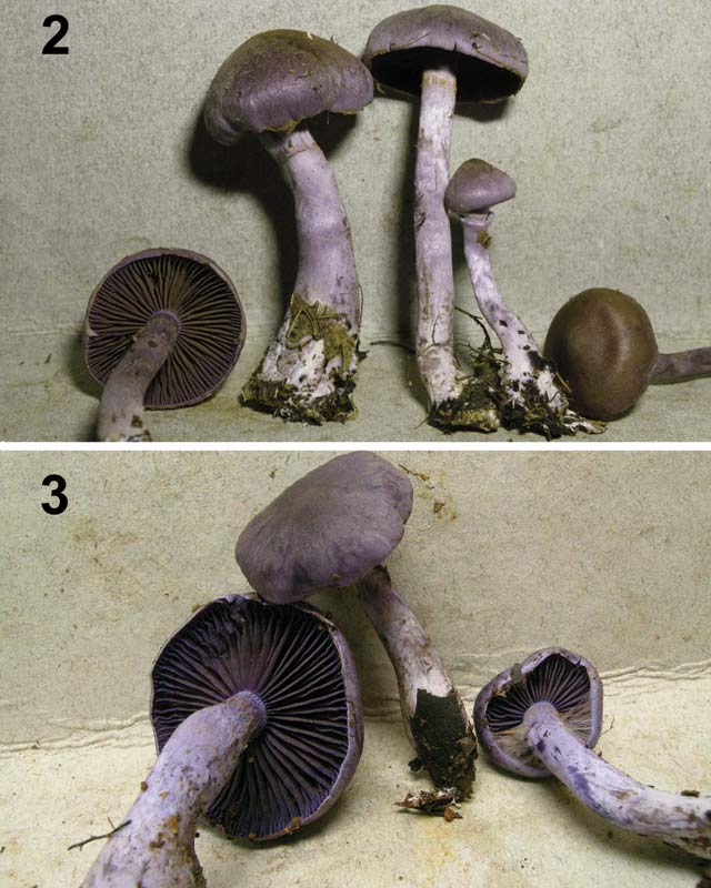 sericeolazulinus.jpg - 81438 Bytes