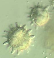 stefspr2.jpg - 9979 Bytes