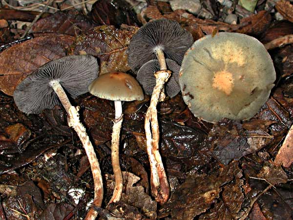 strophsp.jpg - 63933 Bytes