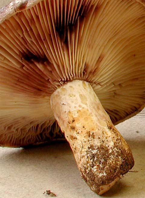 subpalustris2.jpg - 43066 Bytes