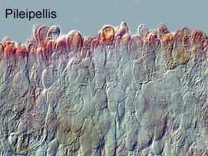 talamanca_pellis.jpg - 24222 Bytes