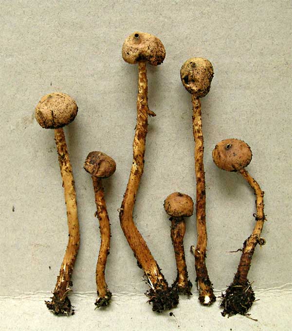 Tulostoma dumeticola