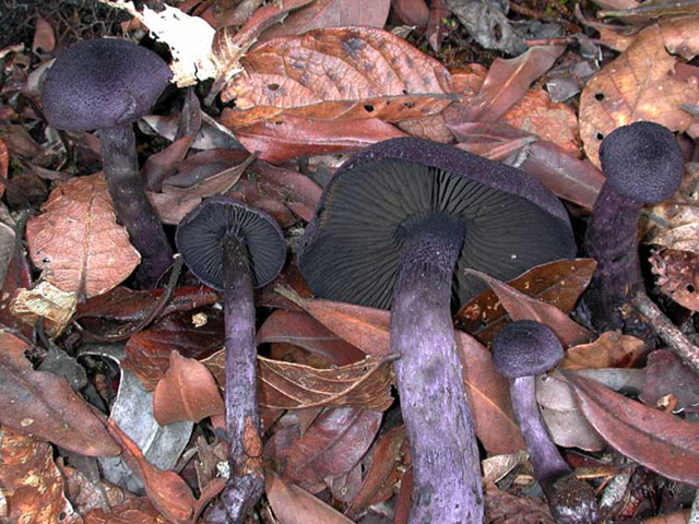 Cortinarius palatinus