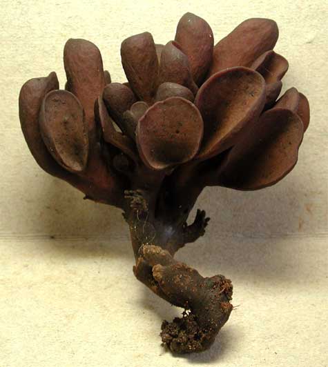 wynnea.jpg - 25147 Bytes