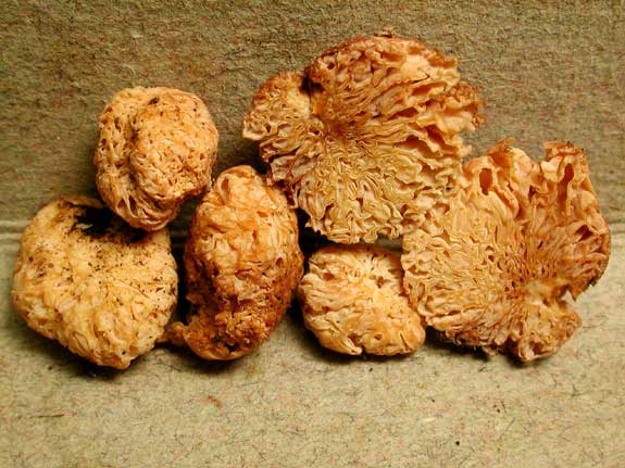 zelleromyces.jpg - 49156 Bytes