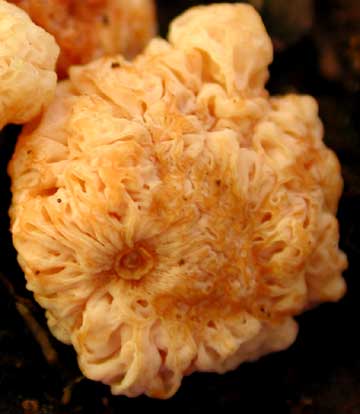 zelleromyces2.jpg - 16195 Bytes