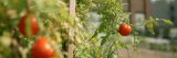 Image of tomatoes growing on a vine