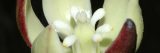 Close up of a white yucca flower.