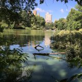 a body of water in Central Park in the foreground with the buildings of New York City in the background