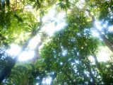 View of trees in the Atlantic Costal Forest.