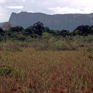 Photo of South American grasses