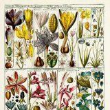 Color illustrations of plants