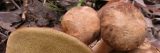 Close up image of fungi boletus austrodulis.