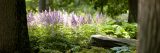 The forest with Purple Flowers