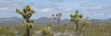 Image of the desert in Joshua Tree.