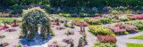 Overhead view of Rose Garden