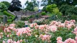 Photo of the Rose Garden