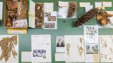Photo of herbarium specimens