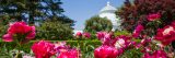 Photo of peonies