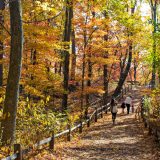 The Thain Family Forest in fall.