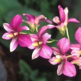 A pink and white Dendrobium orchid.
