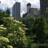NYC, New York City, New York, Eco Flora, Conservation