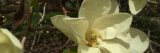 Close up of a white magnolia flower.