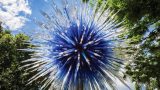 Photo of Dale Chihuly's Sapphire Star