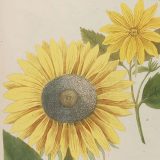 Illustration of a sunflower