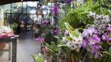 Photo of orchids in the NYBG Shop