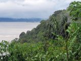 View of South America trees and water