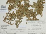 close up of a herbarium sample